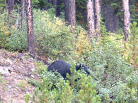Bear
