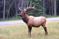 Elk