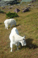 Mt. Goat