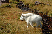 Mt. Goat kid