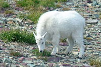Mt. Goat kid