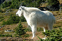 Mt. Goat