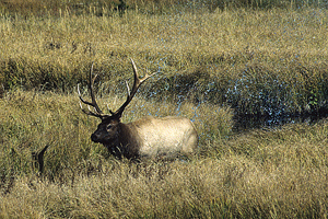 Angry Elk
