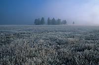 Morning Frost