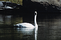 Trumpeter Swan