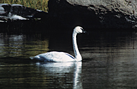 Trumpeter Swan