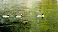 Canadian Geese