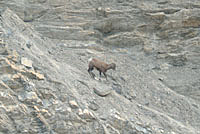 Bighorn Sheep