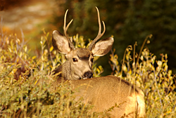 Buck
