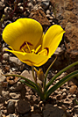 Sego Lily