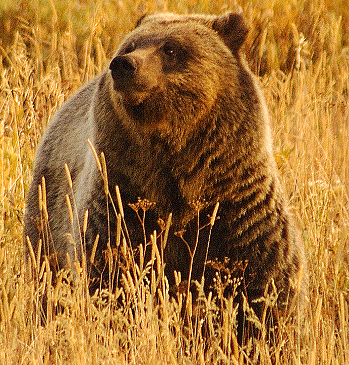 Grizzly Bear
