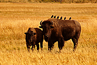 Bison & Friends