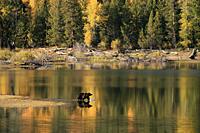 Grizzly Crossing Oxbow Bend