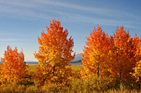 Aspens at Jackson Lake