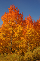 Aspen Glory