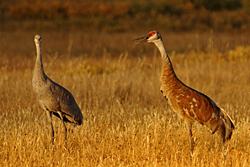 Cranes