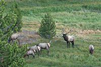 Bull Elk Watching Over His Harem