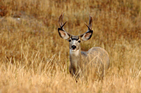 Canyon Buck