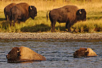 Crossing the River