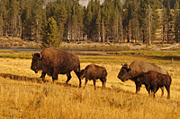 Bison Family