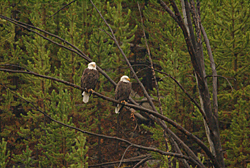Eagles
