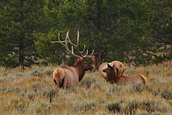 Elk