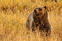 Grizzly Bear
