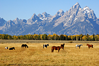 Horse Heaven