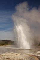 Daisy Geyser