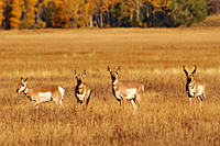 Pronghorn