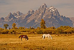 Horse Heaven