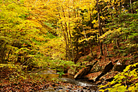 Roaring Branch Brook