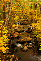 Little Black Branch