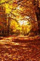 Pecham Side Road