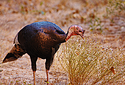 Wild Turkey