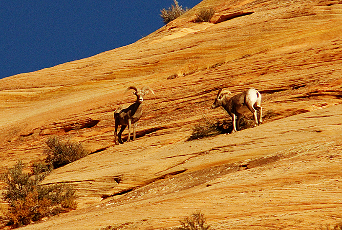 Bighorn Sheep on Checkerboard Mesa
