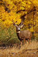 Blacktail Buck