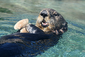 Sea Otter