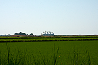 Rice Fields
