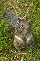 Ground Squirrel