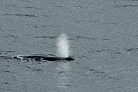 Whale