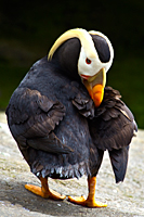 Puffin