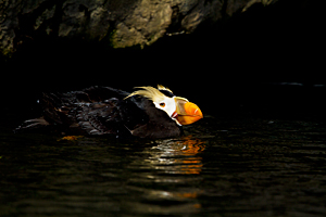 Puffin
