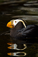 Puffin