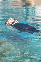 Sea Otter