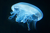 Moon Jellyfish