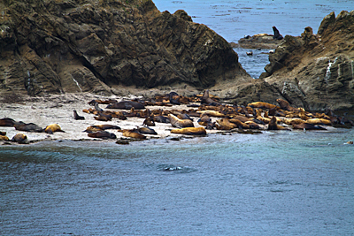 Simpson's Reef Seals & Sea Lions