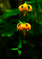 Tiger Lily