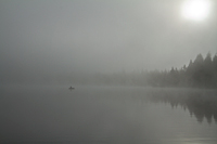 Trillium Fog