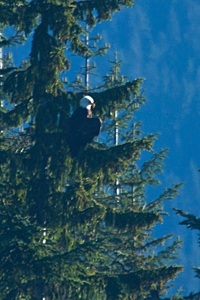 Bald Eagle